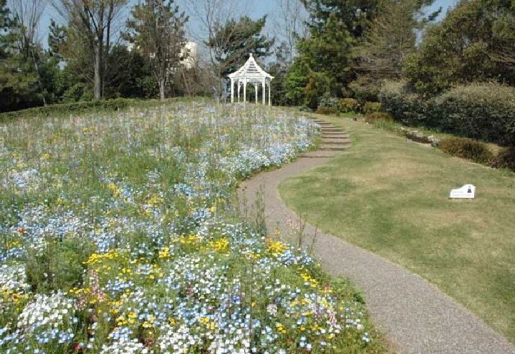 🌸 나고야항 와일드플라워 가든 블루보넷 이미지 2